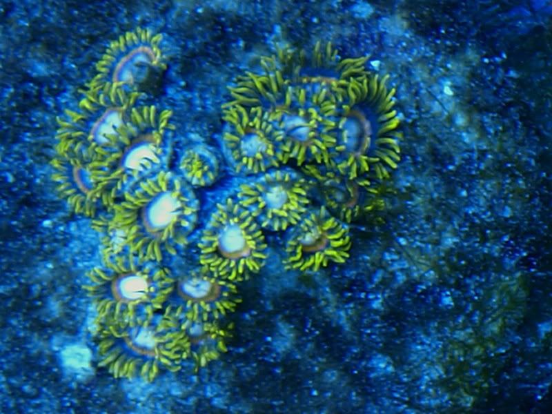 Jawbreaker Zoas..post your pics here REEF2REEF Saltwater and Reef